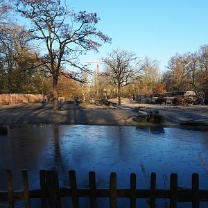 American plains bison - Rocky Mountain elk prairie (Jan 20th, 2019)
