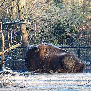 American plains bison (Bison bison bison), Jan 20th, 2019
