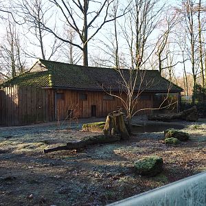 Greater anteater - Black-rumped agouti exhibit (Jan 20th, 2019)