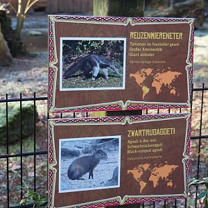 Signs Greater anteater and Black-rumped agouti (Jan 20th, 2019)