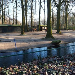 Guanaco paddock (Jan 20th, 2019)