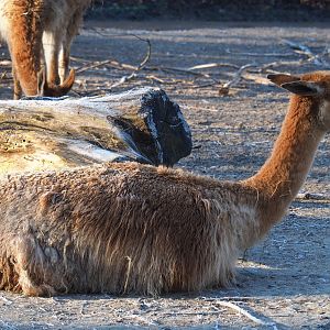 Vicuña (Vicugna vicugna), Jan 20th, 2019