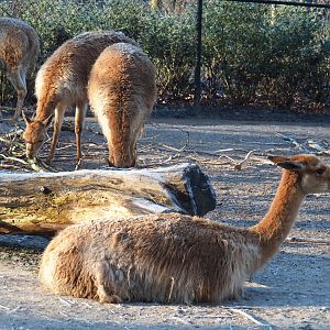 Vicuñas (Vicugna vicugna), Jan 20th, 2019