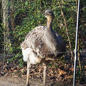 Darwin's rhea (Rhea pennata), Jan 20th, 2019
