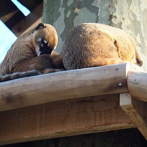 Ring-tailed coatis (Nasua nasua), Jan 20th, 2019