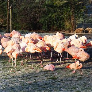 Flock of Chilean flamingos (Phoenicopterus chilensis), Jan 20th, 2019