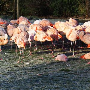 Flock of Chilean flamingos (Phoenicopterus chilensis), Jan 20th, 2019