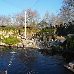 Humboldt penguin exhibit (Jan 20th, 2019)