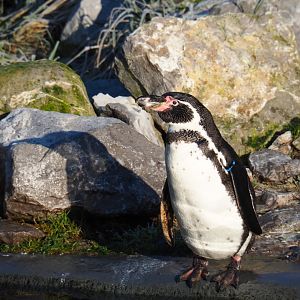 Humboldt penguin (Spheniscus humboldti), Jan 20th, 2019