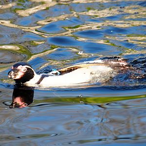 Swimming Humboldt penguin (Spheniscus humboldti), Jan 20th, 2019