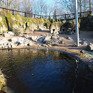 Part of the Humboldt penguin exhibit (Jan 20th, 2019)