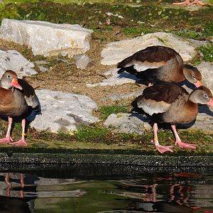 Black-billed whistling ducks (Dendrocygna autumnalis), Jan 20th, 2019