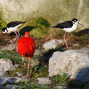 Black-necked stilts (Himantopus mexicanus) and a Scarlet ibis (Eudocimus ruber), Jan 20th, 2018