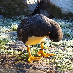 Preening Magellanic flightless steamer duck (Tachyeres pteneres), Jan 20th, 2018