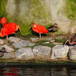 Scarlet ibis (Eudocimus ruber) and Black-bellied whistling ducks (Dendrocygna autumnalis), Jan 20th, 2018