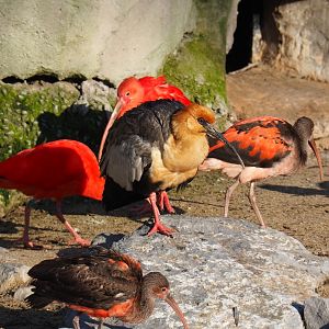 Scarlet ibis (Eudocimus ruber) and Black-faced ibis (Theristicus melanopis), Jan 20th, 2019