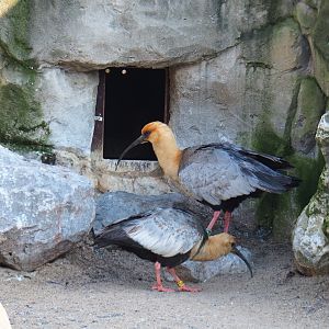 Black-faced ibis (Theristicus melanopis) near penguin nesting box (Jan 20th, 2019)