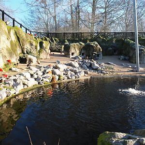 Part of the Humboldt penguin exhibit (Jan 20th, 2019)