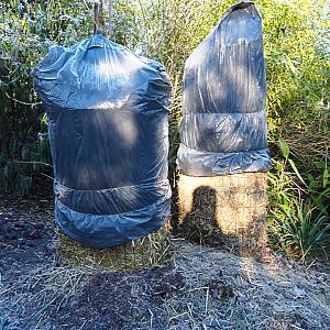 Wrapped up banana plants (Jan 20th, 2019)