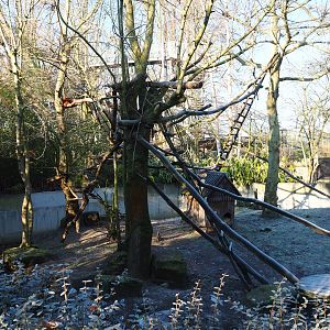 Red panda exhibit (Jan 20th, 2019)