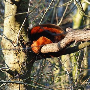 Red panda (Ailurus fulgens) asleep in a tree (Jan 20th, 2019)