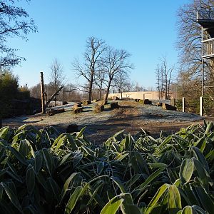 Part of the Asian elephant paddock (Jan 20th, 2019)