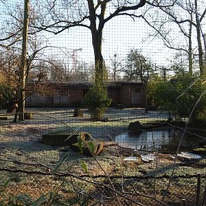 Red-crowned crane - Blue eared pheasant - Green peafowl - Black-headed ibis - Cheer pheasant aviary (Jan 20th, 2019)