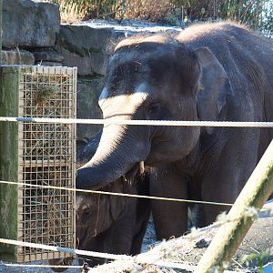Asian elephants (Elephas maximus) Kai-Mook and Tun-Kai (Jan 20th, 2019)