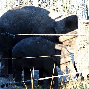 Asian elephants (Elephas maximus) Kai-Mook and Tun-Kai (Jan 20th, 2019)