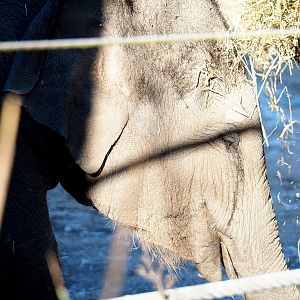 Juvenile Asian elephant (Elephas maximus) Tun-Kai (Jan 20th, 2019)