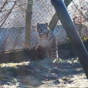 Snow leopard (Panthera uncia), Jan 20th, 2019