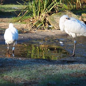 Eurasian spoonbills (Platalea leucorodia), Jan 20th, 2019
