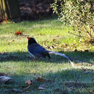 Red-billed blue magpie (Urocissa erythroryncha), Jan 20th, 2019