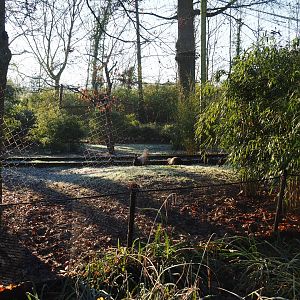 Oriental white stork - Brown eared pheasant - Glossy ibis - White-winged duck aviary (Jan 20th, 2019)