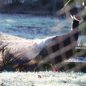 Brown eared pheasant (Crossoptilon mantchuricum), Jan 20th, 2019