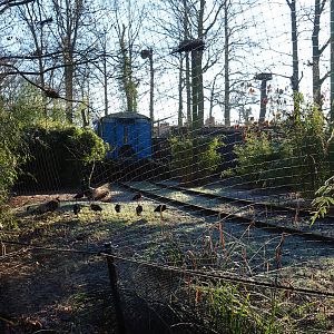 Oriental white stork - Brown eared pheasant - Glossy ibis - White-winged duck aviary (Jan 20th, 2019)