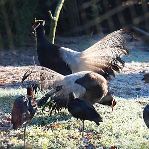 Brown eared pheasants (Crossoptilon mantchuricum) and Glossy ibis (Plegadis falcinellus), Jan 20th, 2019