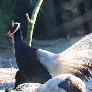 Brown eared pheasant (Crossoptilon mantchuricum), Jan 20th, 2019