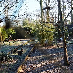 Oriental white stork - Brown eared pheasant - Glossy ibis - White-winged duck aviary (Jan 20th, 2019)