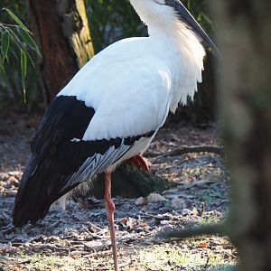Oriental white stork (Ciconia boyciana), Jan 20th, 2019