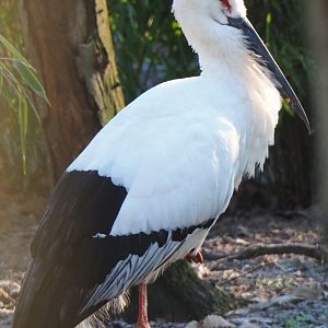 Oriental white stork (Ciconia boyciana), Jan 20th, 2019