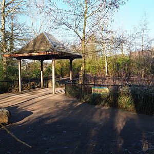 Visayan warty pig exhibit viewing area (Jan 20th, 2019)