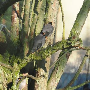 Bank mynas (Acridotheres ginginianus), Jan 20th, 2019