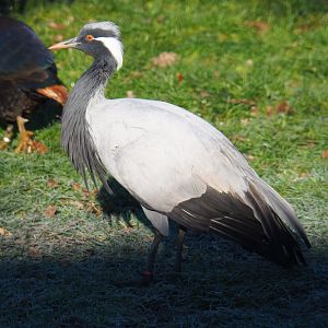 Demoiselle crane (Anthropoides virgo), Jan 20th, 2019