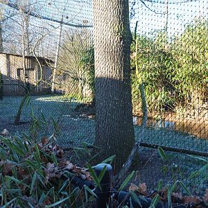 Demoiselle crane - Blue peafowl - Himalayan monal - Bank myna aviary (Jan 20th, 2019)