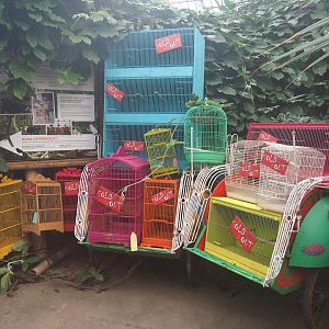 Silent Forest campaign materials (Jan 20th, 2019)