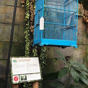 Silent Forest campaign materials - Bali myna (Jan 20th, 2019)