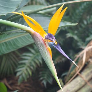 Strelitzia flower (Jan 20th, 2019)
