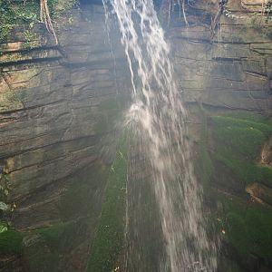 Asian greenhouse waterfall (Jan 20th, 2019)
