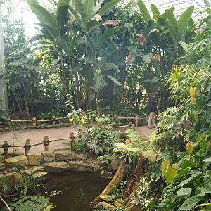 View in the Asian greenhouse (Jan 20th, 2019)